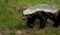 Honey badger walking along a path