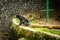 Honey bear sit on side of a dried pool in at photo taken in Jakarta Indonesia