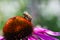 Honey bee Apis collecting nectar on purple coneflower Echinacea purpurea