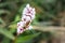 Honey Bee Apis feeding on a blossoming pink flower, Cape Town