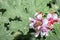 Honey Bee Apis feeding on Pelargonium graveolens Rose scented geranium Wild flowers during spring