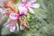 Honey Bee Apis feeding on Pelargonium graveolens Rose scented geranium Wild flowers during spring