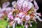 Honey Bee (Apis) feeding on (Pelargonium graveolens) Rose scented geranium Wild flowers during spring