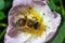 Honey bee Apis Mellifera is collecting pollen on white flower of bush dog rose. Latin rosa canina, similar to a sweet