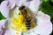 Honey bee Apis Mellifera is collecting pollen on white flower of bush dog rose. Latin rosa canina, similar to a sweet