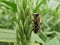 Honey bee (Apis mellifera) on corn tassel.