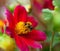 Honey bee (Apis mellifera) on dahlia flower