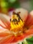 Honey bee (Apis mellifera) on dahlia flower