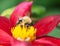 Honey bee (Apis mellifera) on dahlia flower