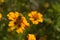 Honey bee Apis mellifera forager collects nectar from the orange flowers of Butterfly Weed Asclepias tuberosa Closeup. Copy space