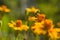 Honey bee Apis mellifera forager collects nectar from the orange flowers of Butterfly Weed Asclepias tuberosa Closeup. Copy space