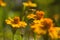 Honey bee Apis mellifera forager collects nectar from the orange flowers of Butterfly Weed Asclepias tuberosa Closeup. Copy space