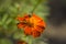 Honey bee Apis mellifera forager collects nectar from the orange flowers of Butterfly Weed Asclepias tuberosa Closeup. Copy space