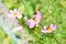 Honey Bee Apis mellifera gathering nectar and pollen from a pink garden flower of Cosmea