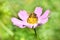 Honey Bee Apis mellifera gathering nectar and pollen from a pink garden flower of Cosmea