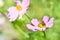 Honey Bee Apis mellifera gathering nectar and pollen from a pink garden flower of Cosmea