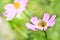 Honey Bee Apis mellifera gathering nectar and pollen from a pink garden flower of Cosmea