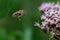 Honey bee (Apis mellifera) on hemp-agrimony (Eupatorium cannabinum) flower.