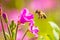 Honey bee Apis mellifera pollination on pink great hairy willowherb Epilobium hirsutum flowers