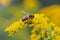 A honey bee Apis mellifera works on a flower of Canada goldenrod Solidago canadensis. A bee on a yellow goldenrod flower with