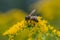 A honey bee Apis mellifera works on a flower of Canada goldenrod Solidago canadensis. A bee on a yellow goldenrod flower with