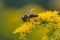 A honey bee Apis mellifera works on a flower of Canada goldenrod Solidago canadensis. A bee on a yellow goldenrod flower with