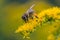 A honey bee Apis mellifera works on a flower of Canada goldenrod Solidago canadensis. A bee on a yellow goldenrod flower with