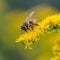 A honey bee Apis mellifera works on a flower of Canada goldenrod Solidago canadensis. A bee on a yellow goldenrod flower with