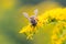 A honey bee Apis mellifera works on a flower of Canada goldenrod Solidago canadensis. A bee on a yellow goldenrod flower with