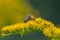 A honey bee Apis mellifera works on a flower of Canada goldenrod Solidago canadensis. A bee on a yellow goldenrod flower with