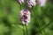 A honey bee on the bistort flower