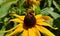 Honey bee on a black-eyed susan.