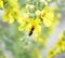 Honey bee on a  Black mullein or Dark mullein blossom