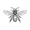 Honey Bee black and white vector illustration. Vector drawing, handrawn, vintage, line art of Honey Bee on white background 1