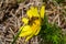 Honey bee on blooming adonis flower, Spring background, honey bee pollinating wild yellow flower