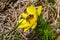 Honey bee on blooming adonis flower, Spring background, honey bee pollinating wild yellow flower