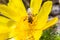 Honey bee on blooming adonis flower, Spring background, honey bee pollinating wild yellow flower