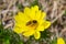 Honey bee on blooming adonis flower, Spring background, honey bee pollinating wild yellow flower