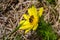 Honey bee on blooming adonis flower, Spring background, honey bee pollinating wild yellow flower