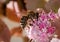 Honey bee on blossoming flower