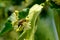 Honey bee on the blossoming linden flowers at sunny day in garden. Plant decay with insects.