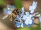 Honey Bee on a blue flower