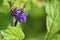 Honey bee on blue porterweed flower, summer spring season, wild nature landscape banner