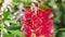 Honey bee on a bottle brush flower