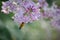 Honey bee on a brench of lilac