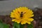 Honey bee on a bright yellow Calendula officinalis flower