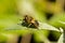 Honey Bee on a Buddleia leaf
