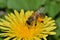 Honey bee busy pollinating a dandelion flower.