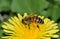 Honey bee is busy pollinating a yellow dandelion flower.