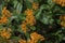 Honey Bee on Butterfly Weed